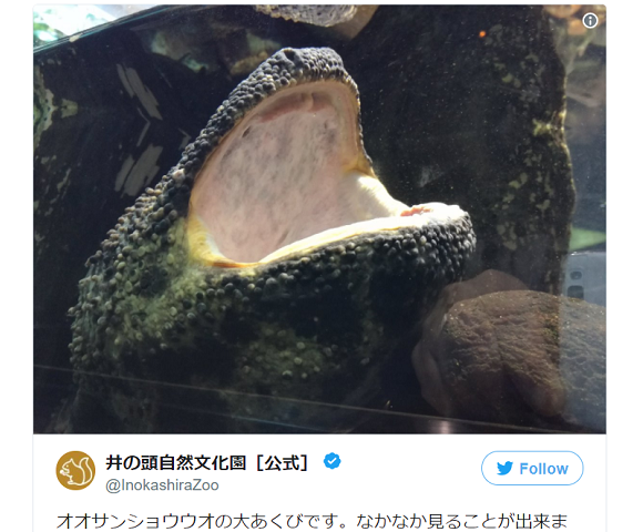 Is that you, Godzilla? Tokyo zoo’s huge reptile is a dead-ringer for the kaiju when yawning