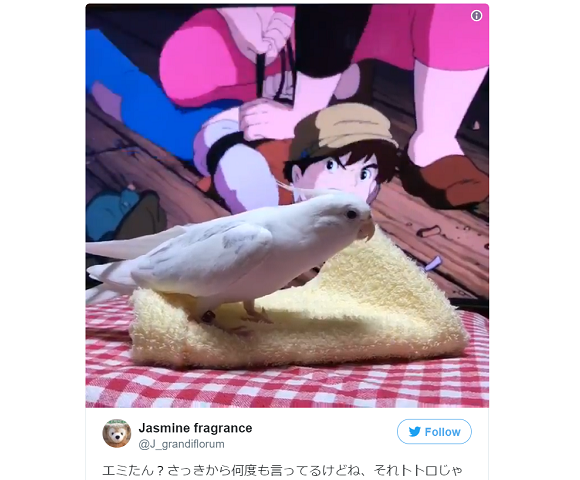 Another otaku bird? Hayao Miyazaki-loving cockatiel in Japan sings Studio Ghibli cover【Vid】