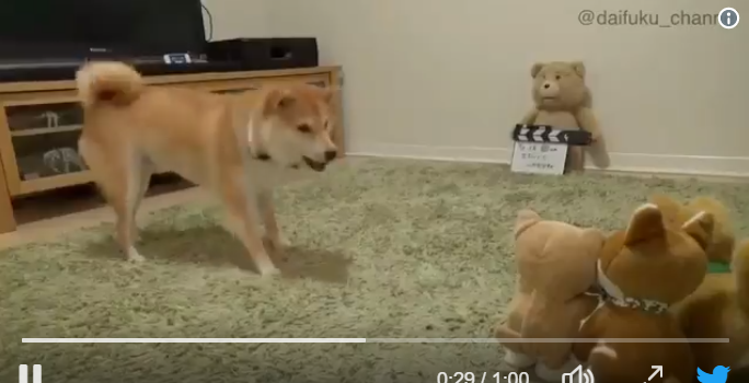 angry shiba stuffed animal