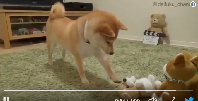 angry shiba stuffed animal