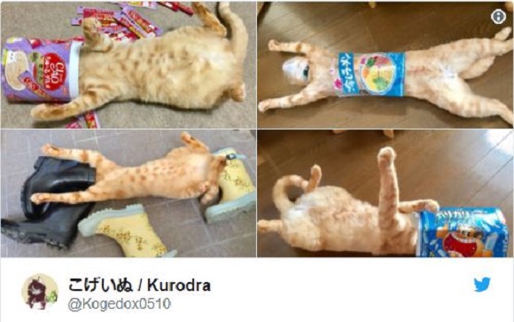 【Monday Kickstart】See the silly kitty and more vying for the prize in the “Pet Bragging Contest”