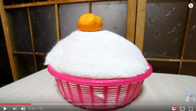Traditional Japanese New Year’s display is replaced with an adorably furry substitue【Video】
