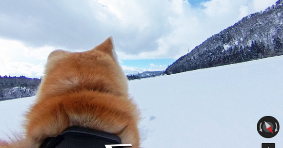 Tour Akita Prefecture from the back of an Akita Inu Dog with Google’s