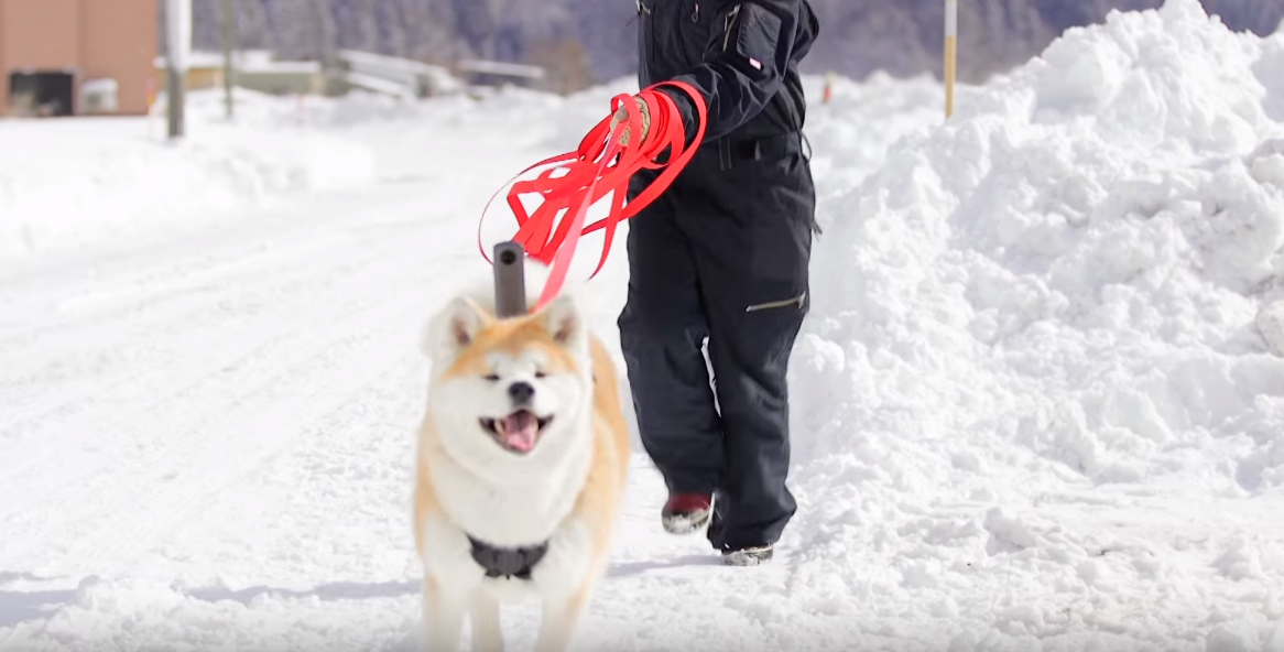 Tour Akita Prefecture from the back of an Akita Inu Dog with Google’s