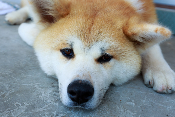 Russia’s gold medal-winning skater gets a dog from Japan, picks an ...