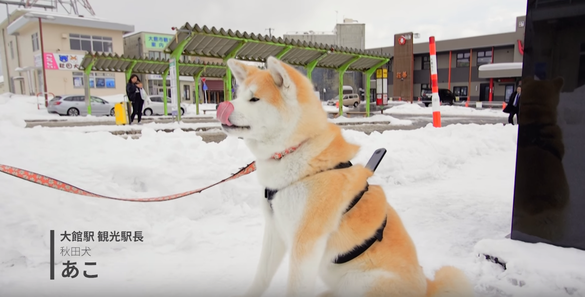 Tour Akita Prefecture from the back of an Akita Inu Dog with Google’s