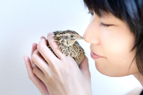 Japanese politician tries to teach teenage girl a valuable lesson by giving her a dying pigeon