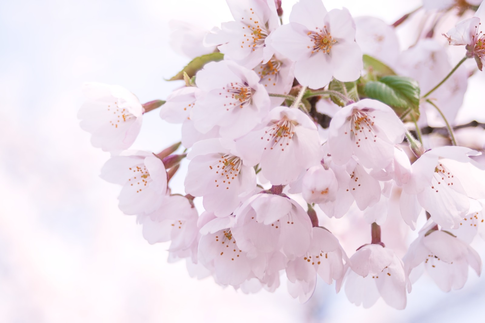 Revised full-bloom cherry blossom forecasts released for every ...