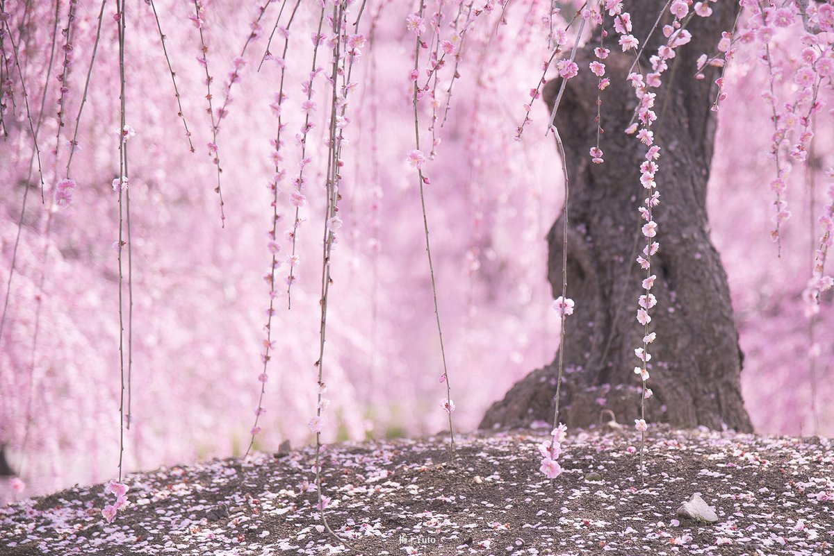 These stunningly beautiful seasonal pink flowers from Japan are NOT ...