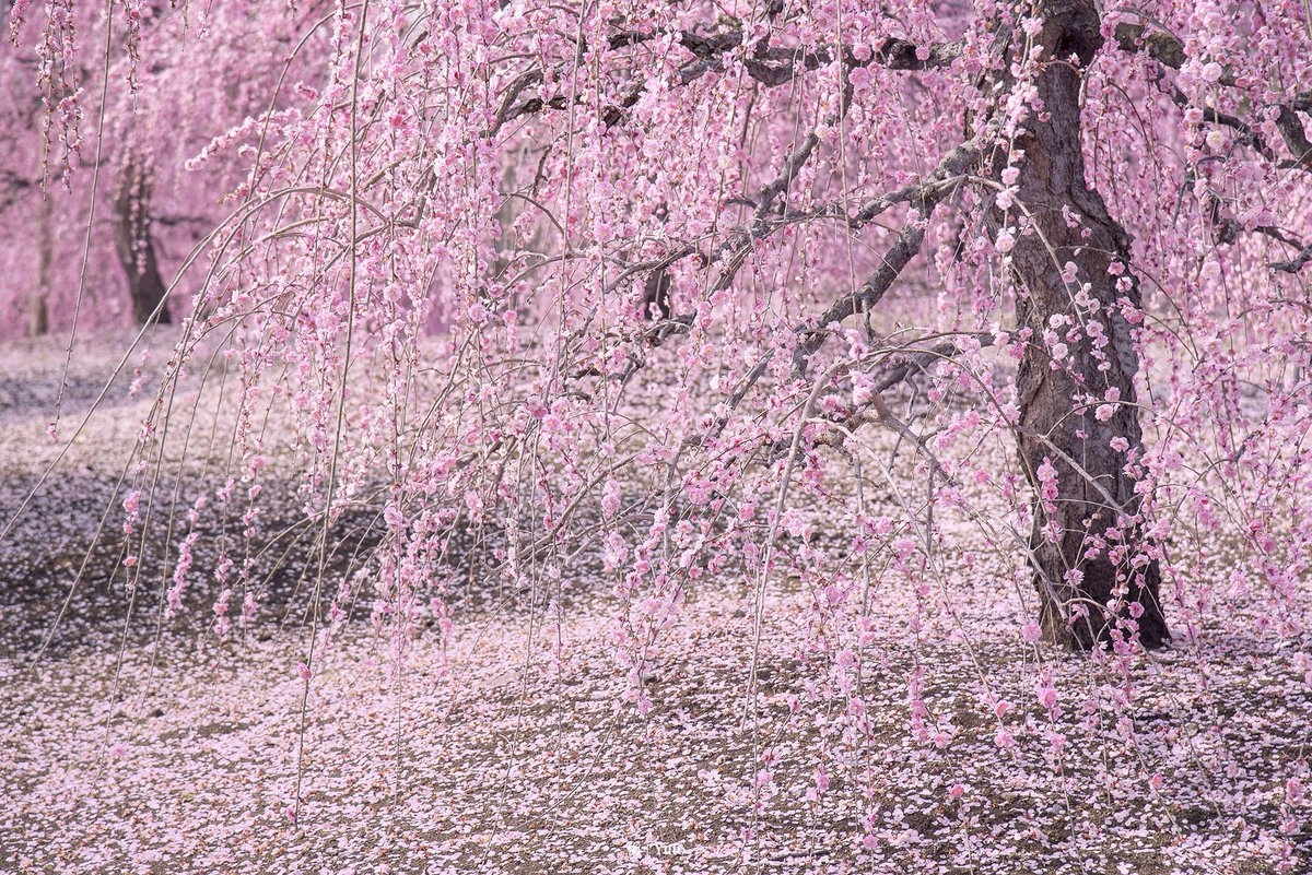 These stunningly beautiful seasonal pink flowers from Japan are NOT ...