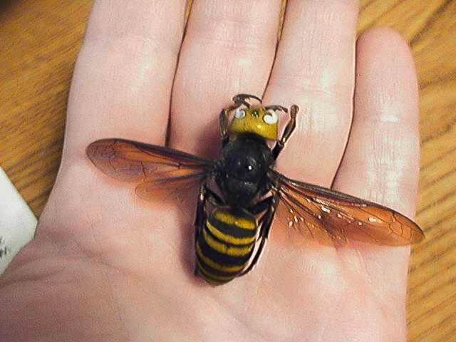 Hornets: The perfect pet for people living in Japan?