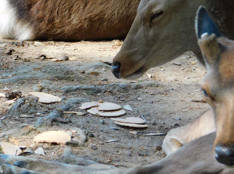 Deer in Nara refuse crackers after Golden Week visitors leave them too ...