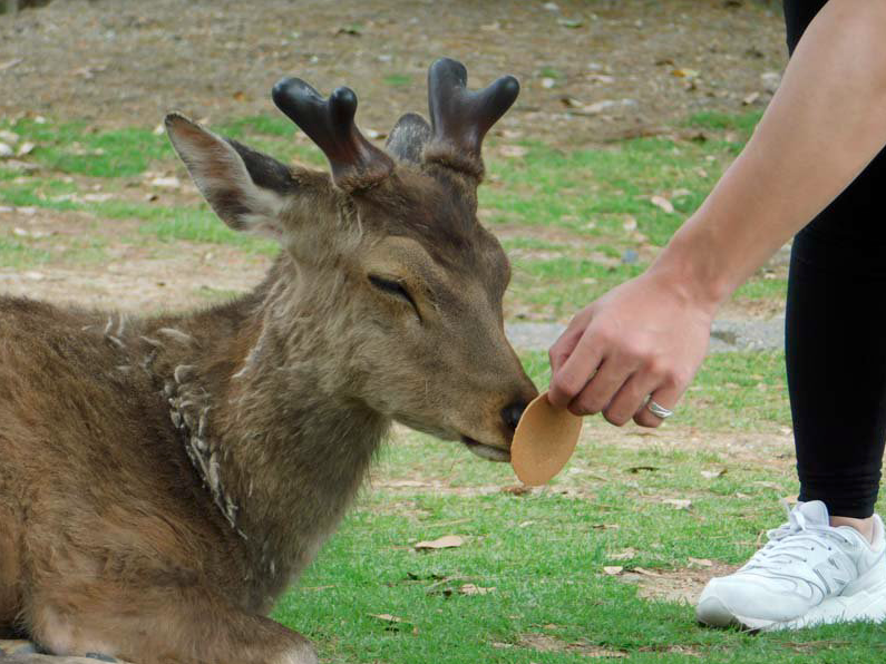 Deer in Nara refuse crackers after Golden Week visitors leave them too ...