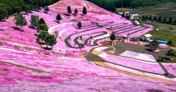 Hokkaido park's “sakura on the ground” are a breathtaking reason