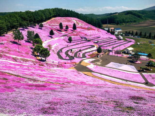 Hokkaido park’s “sakura on the ground” are a breathtaking reason to venture beyond Sapporo