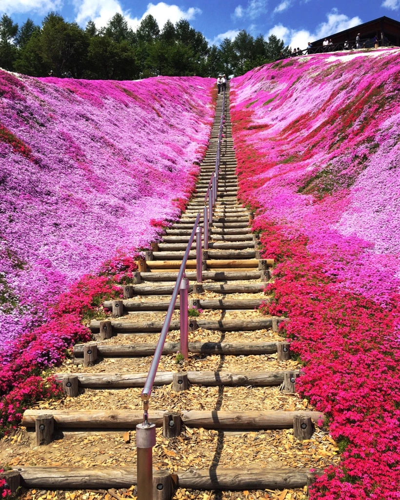 Hokkaido park’s “sakura on the ground” are a breathtaking reason to