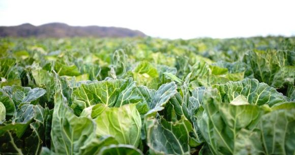 Japanese food engineers have created a cabbage jelly that you can eat ...