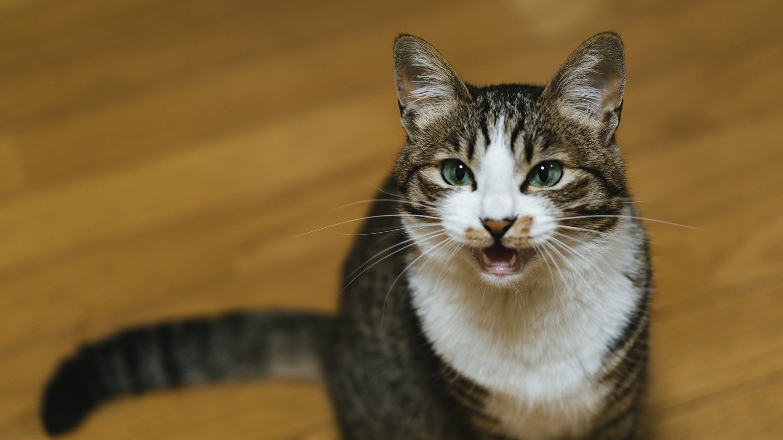 Japanese netizens share amazing anecdotes of cats understanding human ...