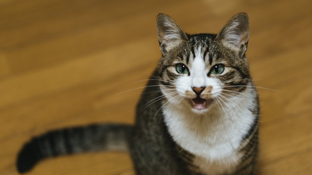 Japanese netizens share amazing anecdotes of cats understanding human speech
