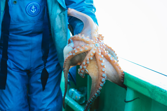 Police in Japan looking for suspect who threw octopus at condominium over and over for one hour