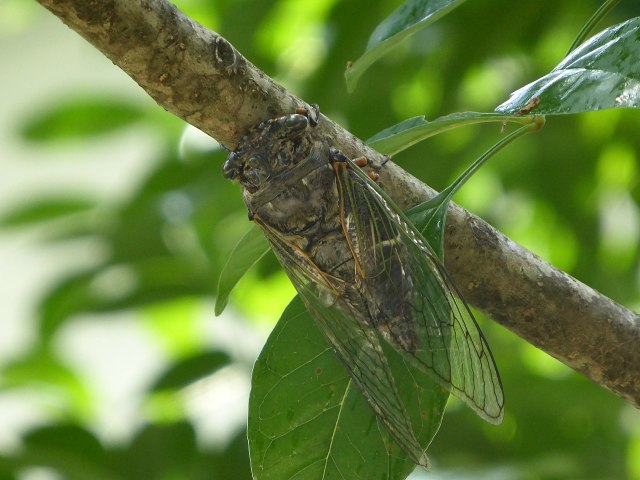 8-year-old discovers untimely deaths of 15 percent of Kyoto’s cicada population