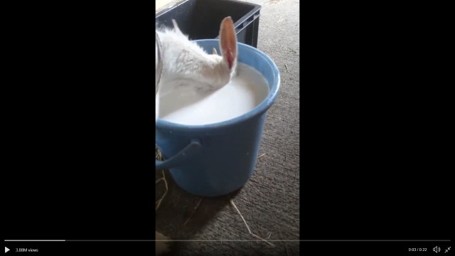 Adorable baby goat doesn’t know how to drink from a bucket, dunks whole head in【Video】
