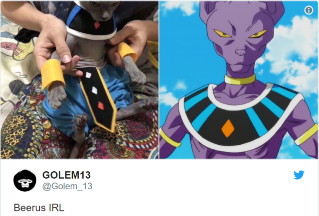 Dragon Ball’s Lord Beerus shows up at mortal’s house, lowly humans beware!【Cat cosplay】