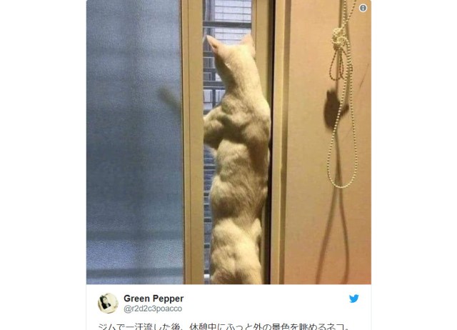 Ridiculously buff cat has the bodybuilder physique of dreams, sparks jealousy in netizens’ hearts