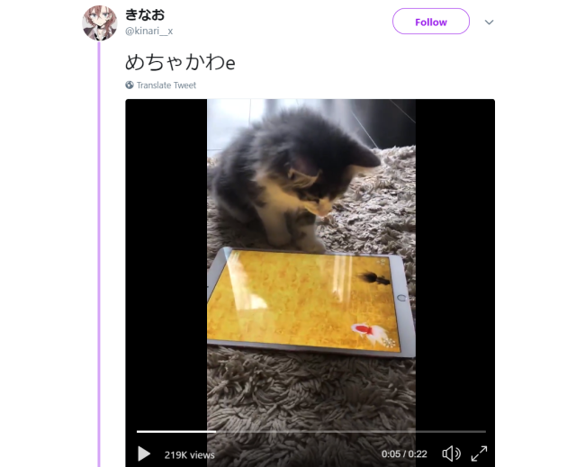 Cute Japanese cat fails to catch virtual iPad goldfish, captures Internet’s heart anyway【Video】