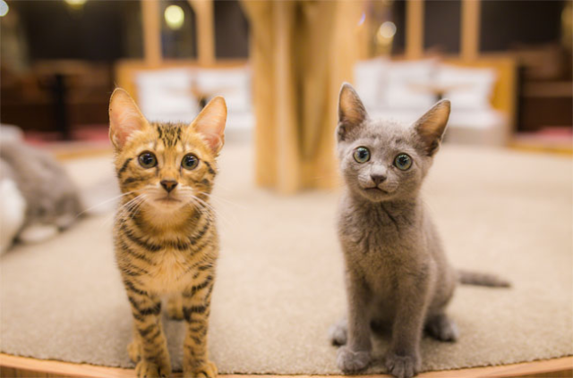 Cat Cafe Mocha in Tokyo shuts down after cats die from feline parvovirus outbreak