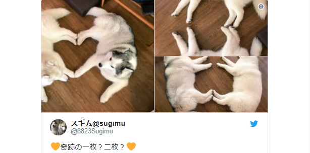 japanese siberian husky