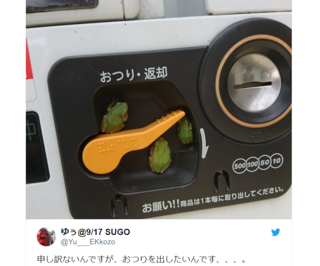 What to do if you meet some adorable mini frogs at a Japanese vending machine【Photos】