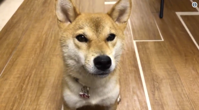 If this adorable Shiba dog can learn to speak a word in Japanese (and he has), so can you【Video】