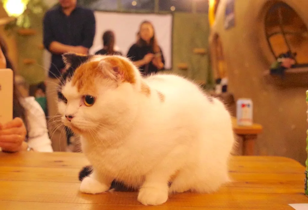 A visit to a cat theater in Tokyo as cat cafe holds movie night【Photos