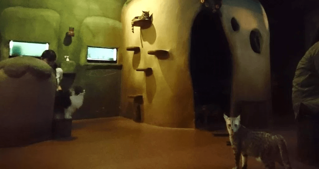 A visit to a cat theater in Tokyo as cat cafe holds movie night【Photos
