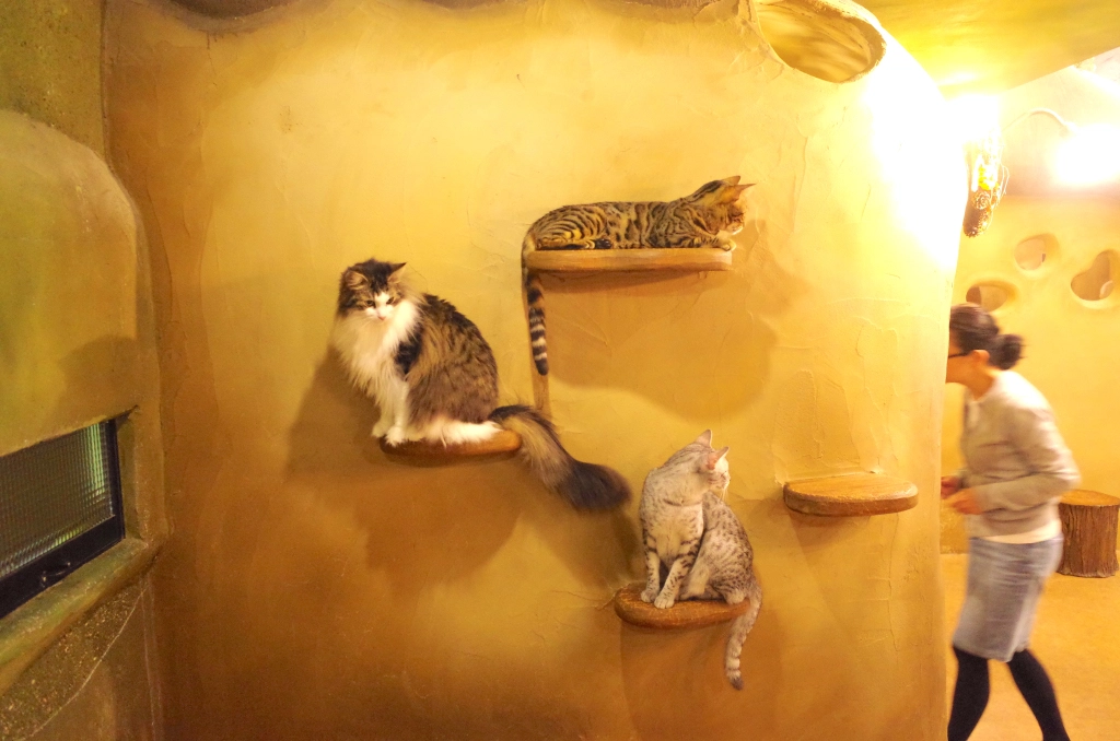 A visit to a cat theater in Tokyo as cat cafe holds movie night【Photos