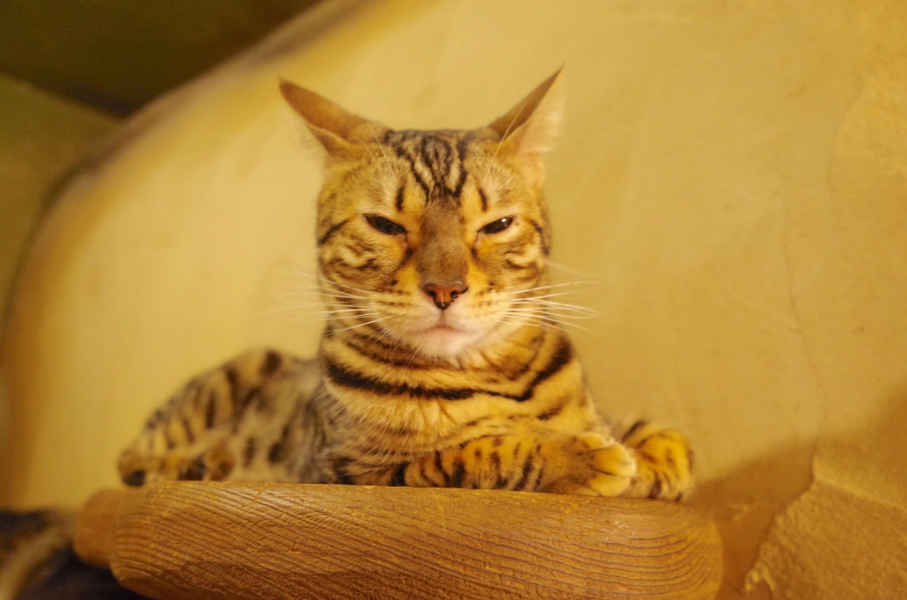 A visit to a cat theater in Tokyo as cat cafe holds movie night【Photos