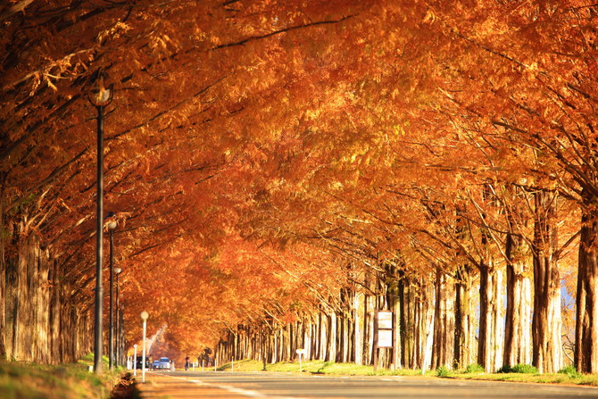 10 gorgeous, must-visit places to see the autumn leaves in Japan ...
