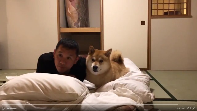 Adorable Shiba thinks bedtime is playtime, won’t let owner ready his futon without a (play) fight