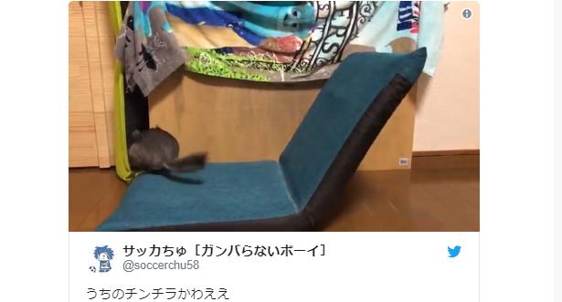 Adorable chinchilla from Japan uses floor seat as a see-saw, sets hearts hammering【Videos】