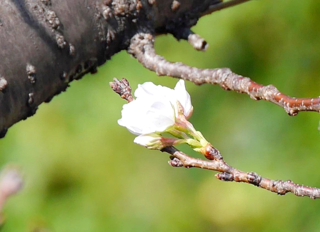 Cherry blossoms are blooming in Japan in October, but why?