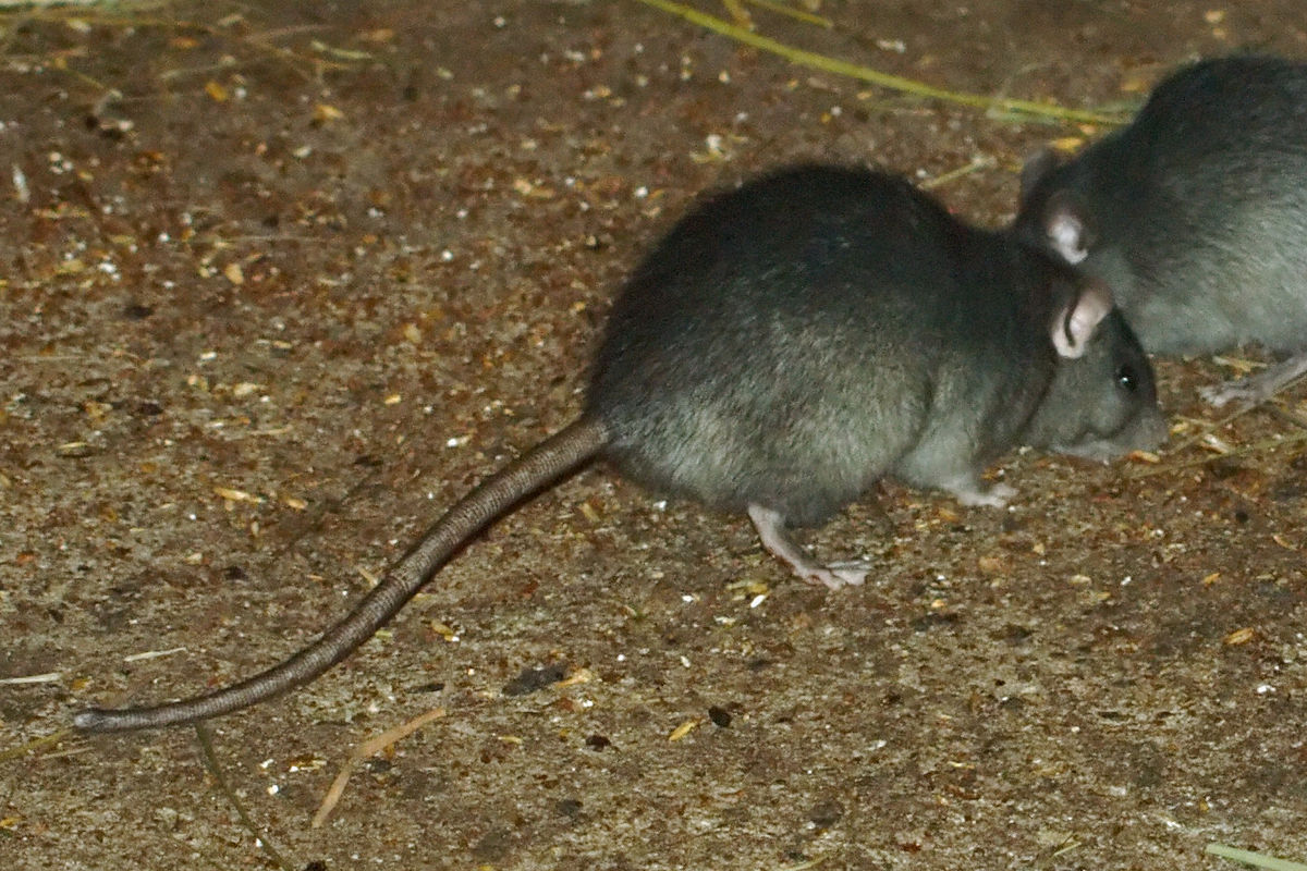 Tokyo Braces For Potential Rat Infestation As Tsukiji Fish Market Closes Soranews24 Japan News