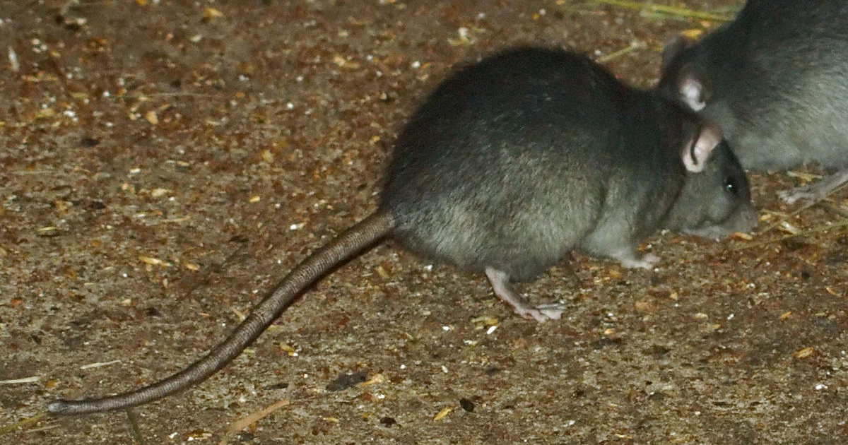 Tokyo Braces For Potential Rat Infestation As Tsukiji Fish Market Closes Soranews24 Japan News