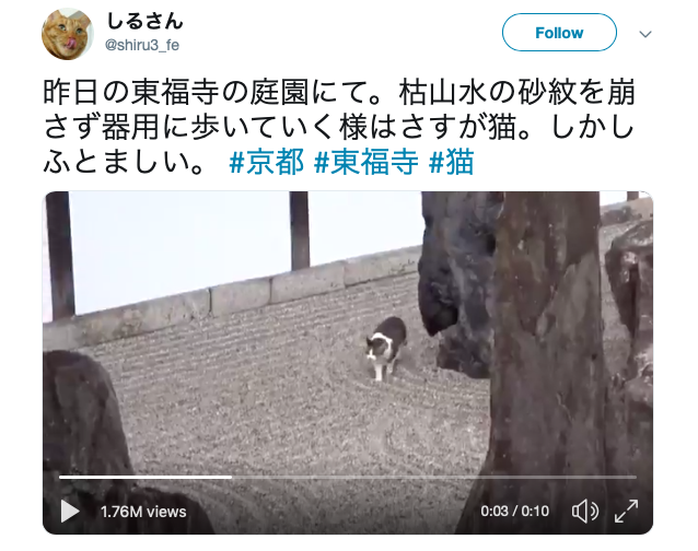 Cute cat infiltrates famous Japanese rock garden at Kyoto’s Tofukuji Temple 【Video】