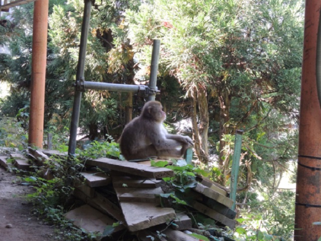Internet tackles the mystery of why there are no monkeys in Ibaraki Prefecture
