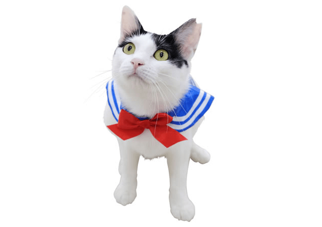 profundo en voz alta oficina postal Cat cosplay collars form Japan turn your kitty into Sailor Moon in  everything but name【Photos】 | SoraNews24 -Japan News-