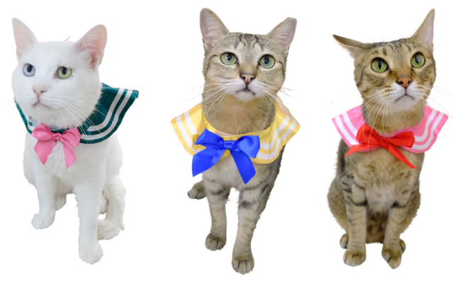 Cat cosplay collars form Japan turn your kitty into Sailor Moon in