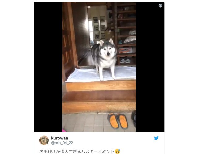 Loving husky dog gives her owner the most enthusiastic greeting, and also the loudest