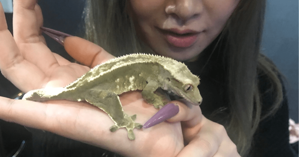 Drink like a fish, but with lizards and snakes, at Tokyo’s awesome