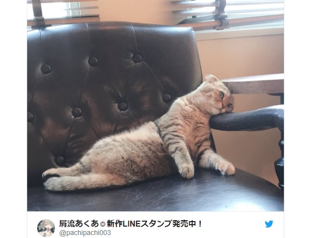 Tired feline employee on verge of giving up job spotted in cat cafe